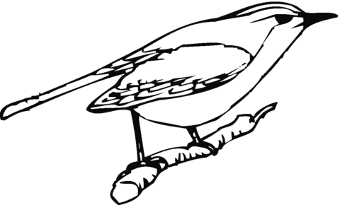 Perched Robin Coloring Page